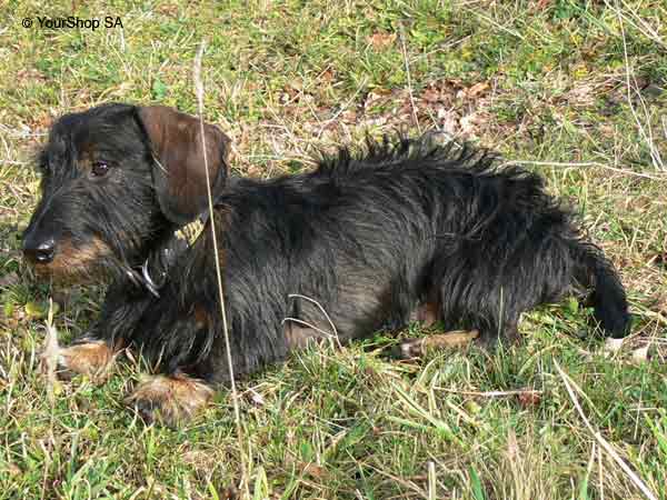 Picture No 3 of Ycarus Picture No 3 of Ycarus