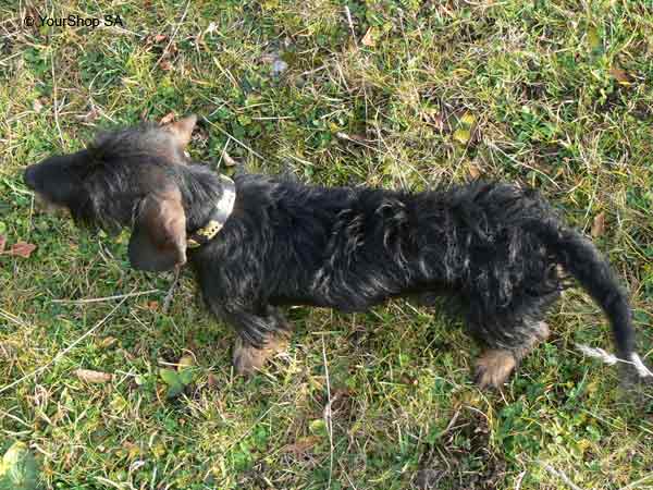 Picture No 4 of Ycarus Picture No 4 of Ycarus