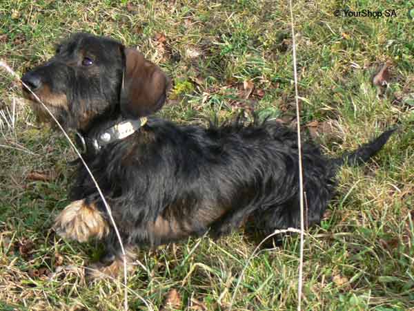 Picture No 6 of Ycarus Picture No 6 of Ycarus