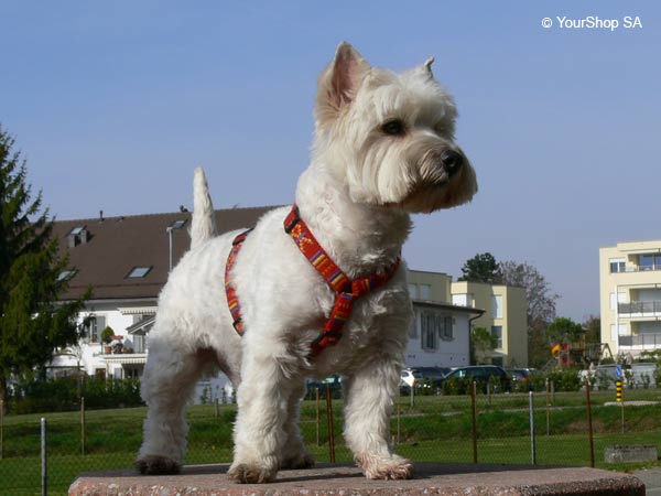 Picture No 3 of Sir James Picture No 3 of Sir James