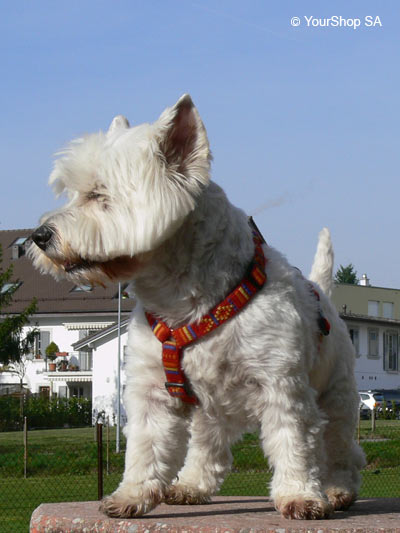 Picture No 6 of Sir James Picture No 6 of Sir James