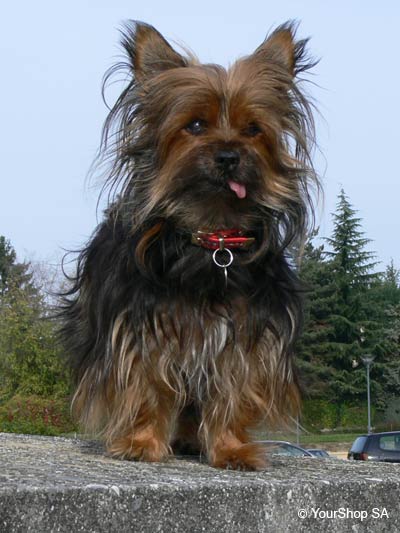 Picture No 1 of Jagger Picture No 1 of Jagger