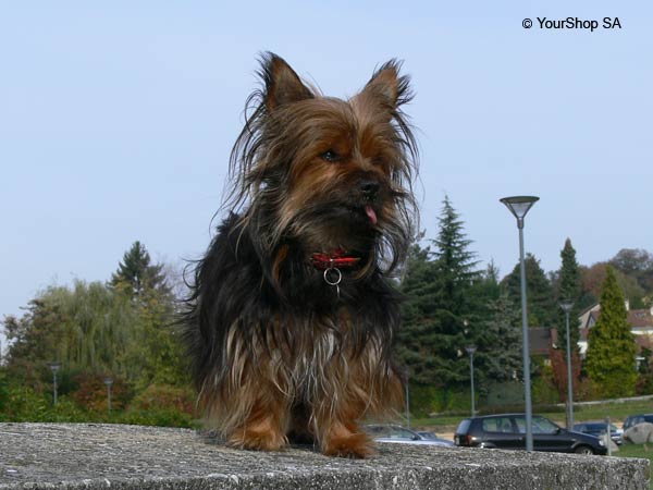 Picture No 6 of Jagger Picture No 6 of Jagger