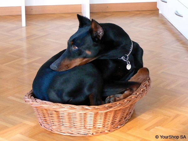 Bild No 5 von Pascha Bild No 5 von Pascha