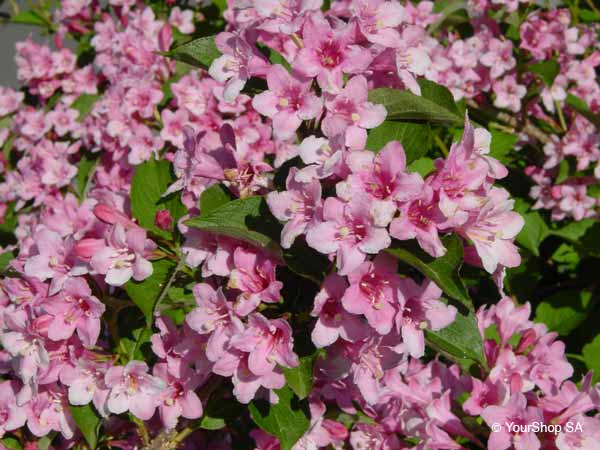 Picture No 2 of Rose Tree Picture No 2 of Rose Tree
