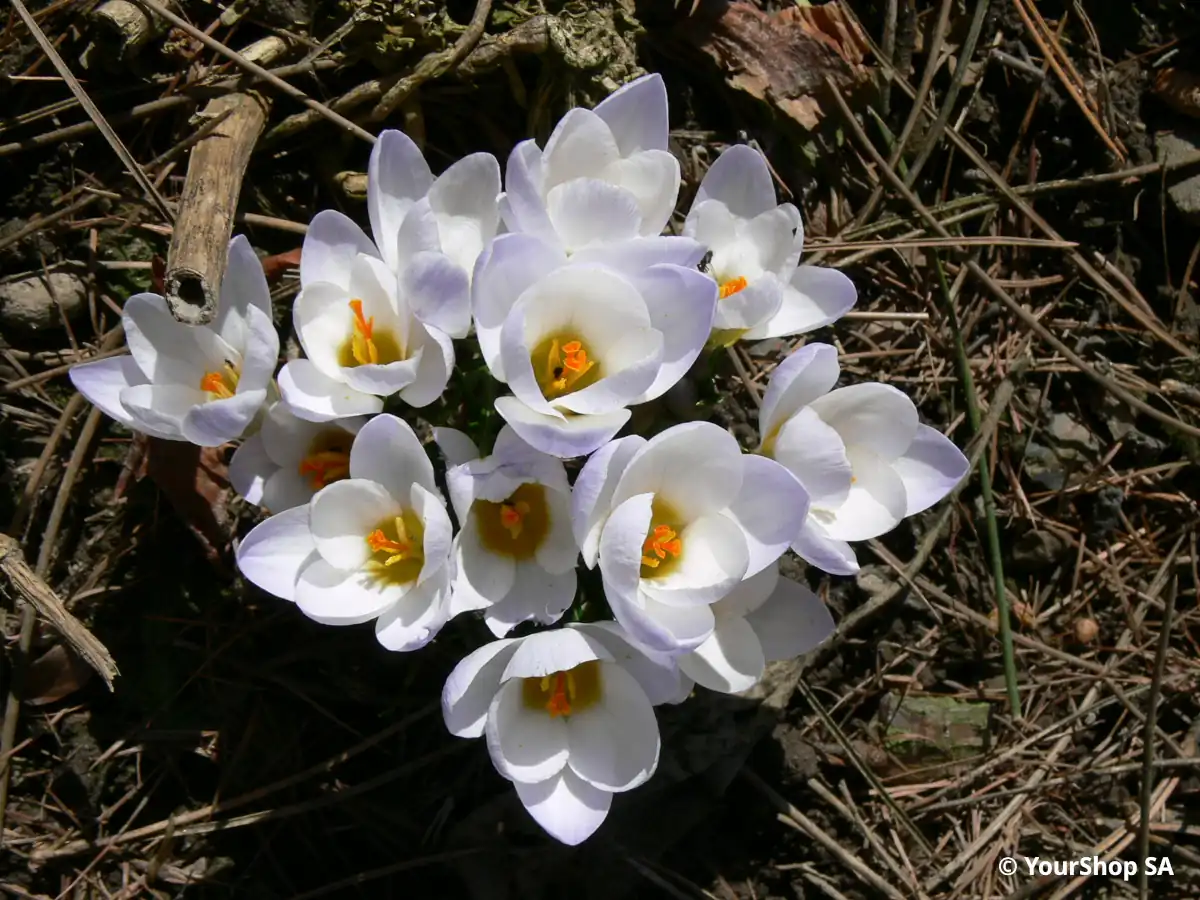 White Crocus White Crocus