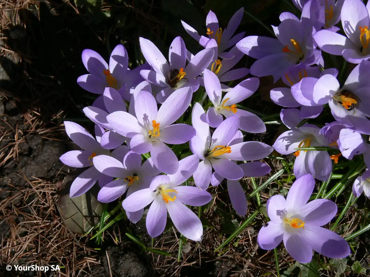 Mauve Crocus Mauve Crocus