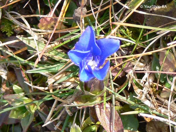 Blue Gentian Blue Gentian