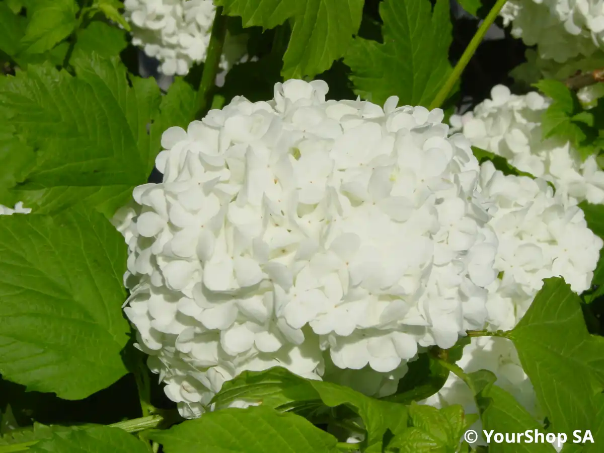 White Lilac White Lilac