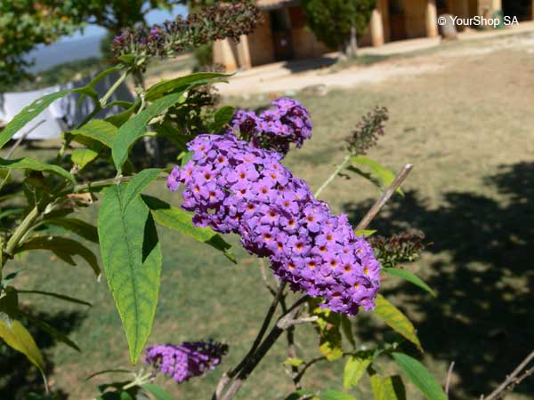 Lilac Lilacs Lilac Lilacs