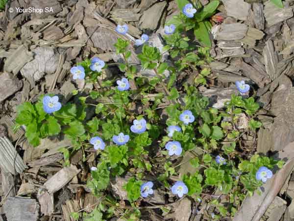 Picture No 1 of Forget-Me-Not Picture No 1 of Forget-Me-Not