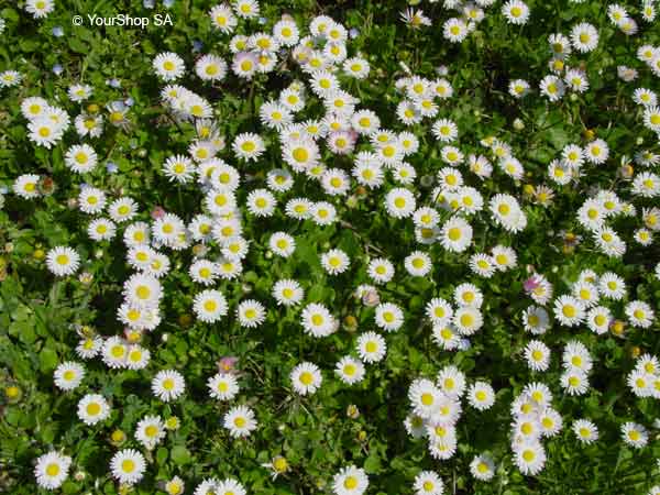 Picture No 3 of Daisy Picture No 3 of Daisy