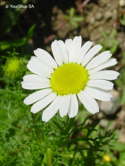 Picture No 5 of Daisy Picture No 5 of Daisy