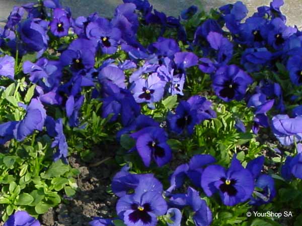 Picture of Blue Pansy Picture of Blue Pansy