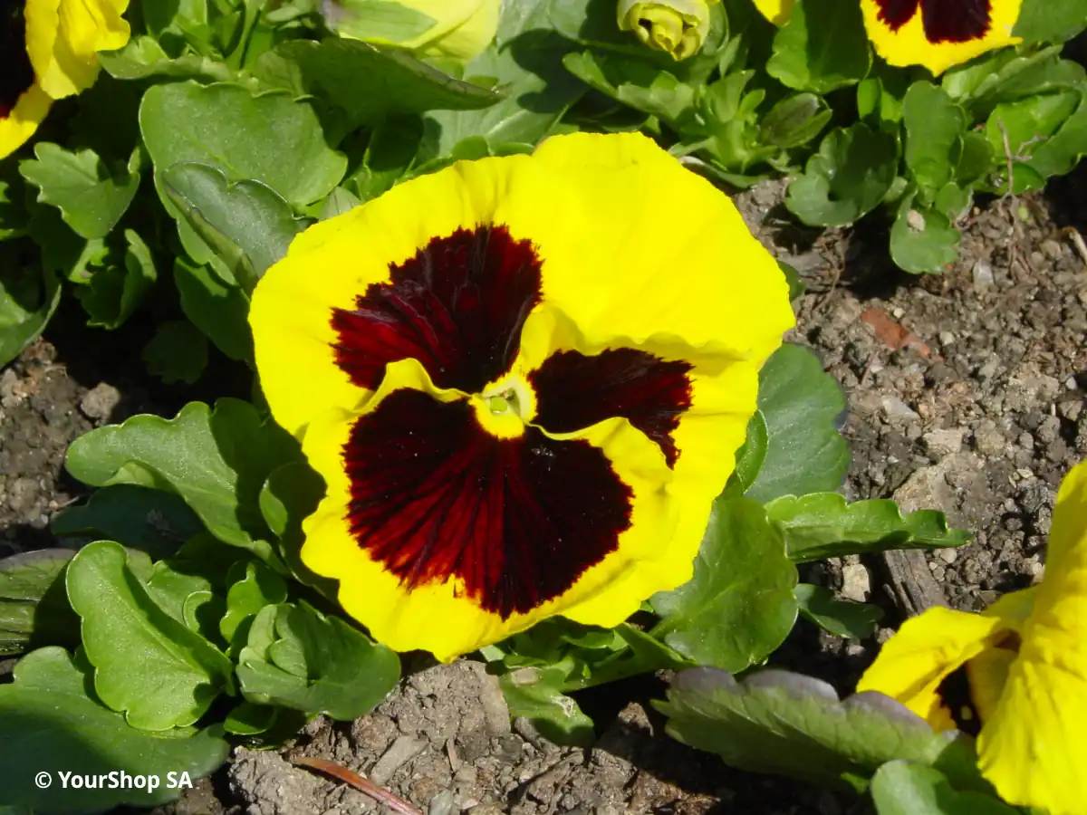 Yellow Pansy Yellow Pansy