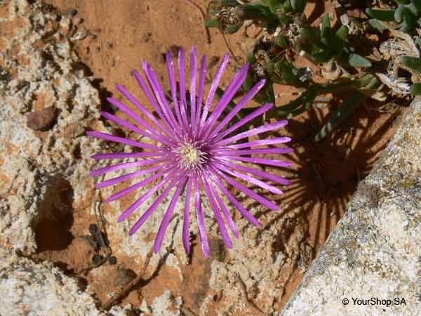 Picture No 2 of Ochre Thistle Picture No 2 of Ochre Thistle