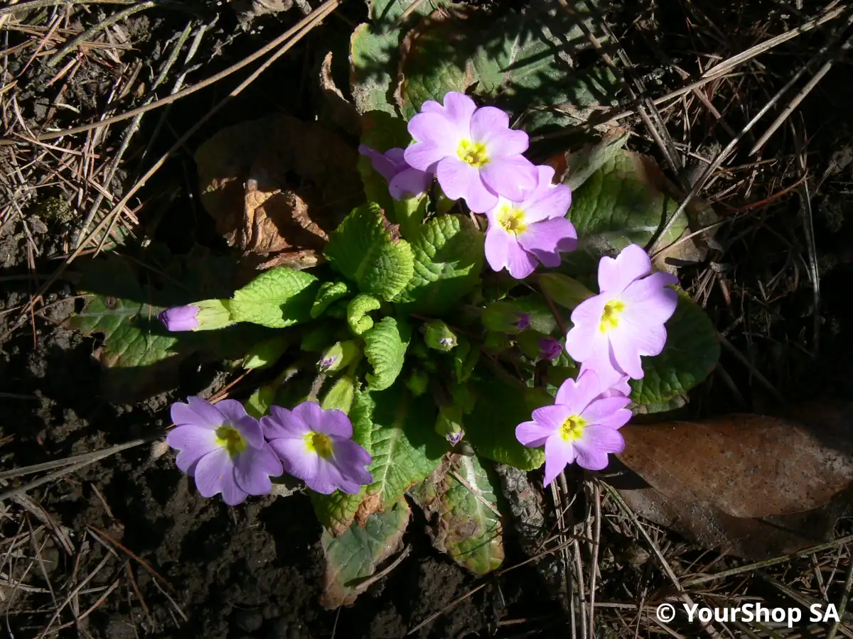 Primrose Primrose