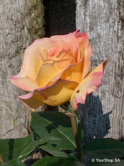 Picture No 1 of Yellow Dream Picture No 1 of Yellow Dream