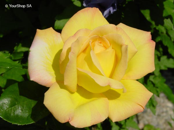 Yellow Dream Yellow Dream