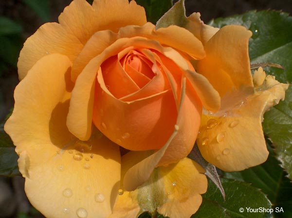Yellow Dream