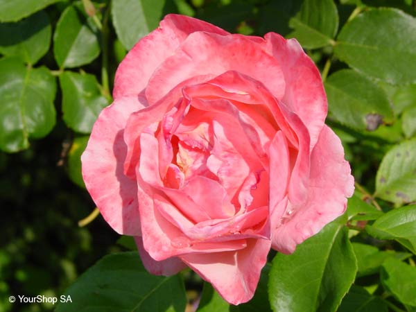 Image No 9 de Nuance Rose Image No 9 de Nuance Rose