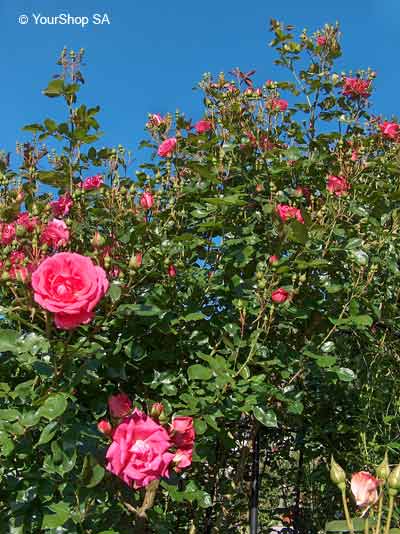Image No 11 de Nuance Rose Image No 11 de Nuance Rose