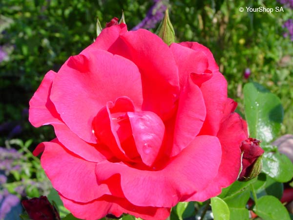 Image No 12 de Nuance Rose Image No 12 de Nuance Rose