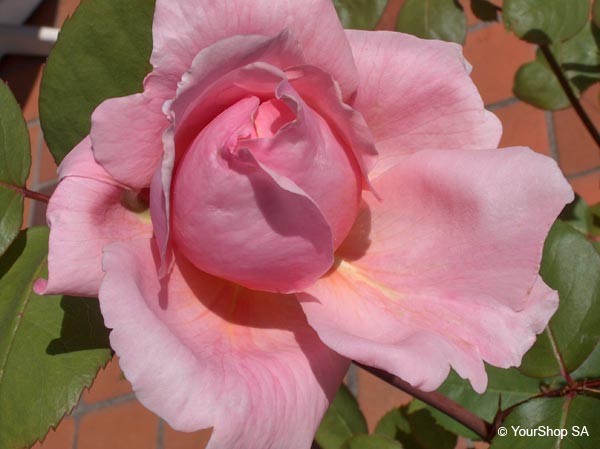 Image No 8 de Nuance Rose Image No 8 de Nuance Rose