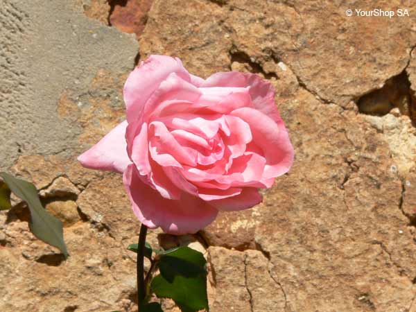 Image No 2 de Nuance Rose Image No 2 de Nuance Rose