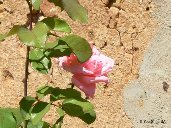 Image No 3 de Nuance Rose Image No 3 de Nuance Rose