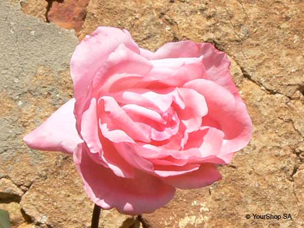 Image No 4 de Nuance Rose Image No 4 de Nuance Rose