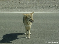 Coyote