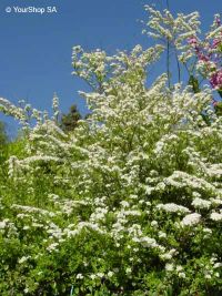 White Shrub
