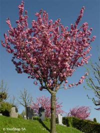 Rose Tree