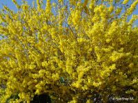 Forsythia