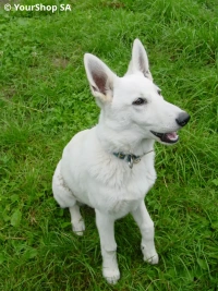 White Fang
