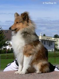 Lassie
