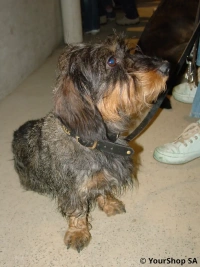 Helmut