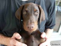 Doberman Ilox