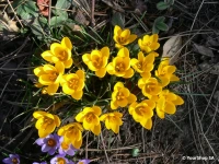 Yellow Crocus