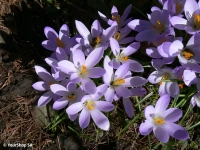 Mauve Crocus