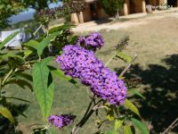 Lilac Lilacs