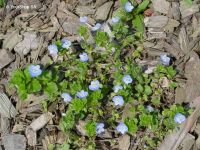 Forget-Me-Not