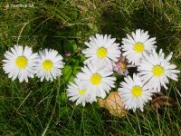 Daisy