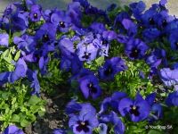 Blue Pansy