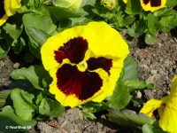 Yellow Pansy