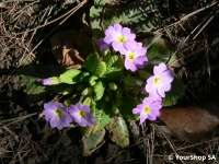 Primrose
