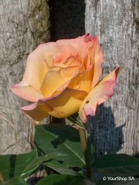 Yellow Dream