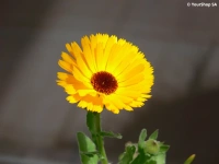 The SUN