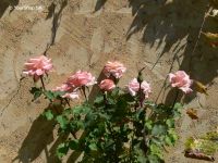 Pink Shade